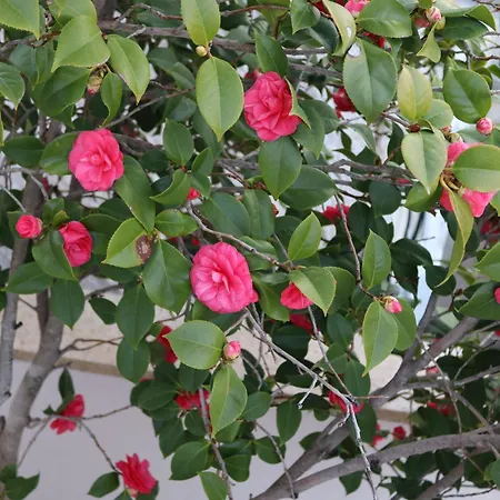 Lovely With Beautiful Garden Apartment Kavala