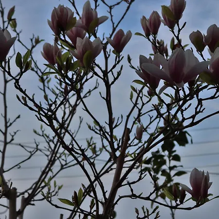 Lovely With Beautiful Garden * Kavala