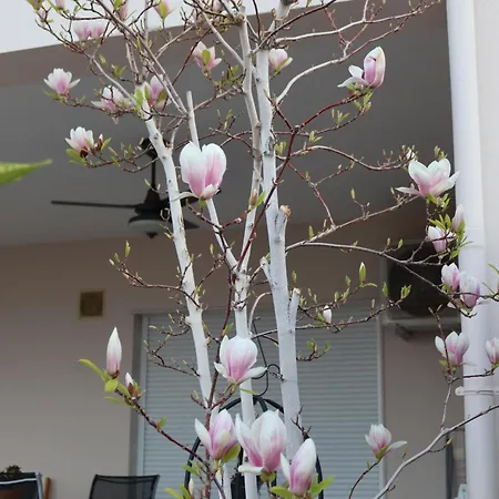 Apartment Lovely With Beautiful Garden *