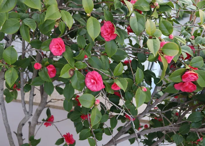 Lovely With Beautiful Garden Apartment Kavala