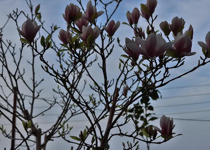 Lovely With Beautiful Garden * Kavala