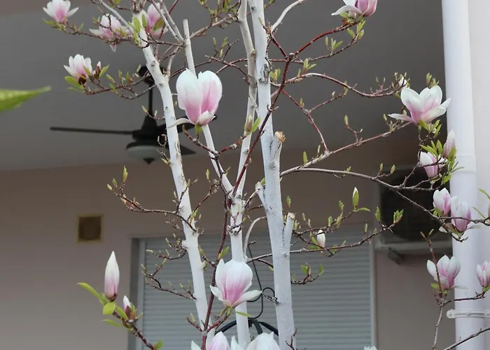 Appartement Lovely With Beautiful Garden *